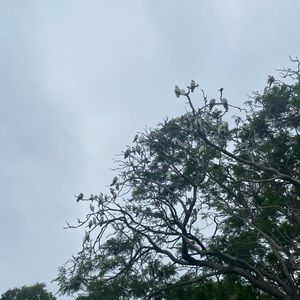 Meet your Posher, Ivy